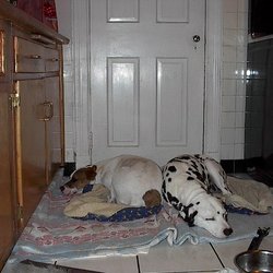 Vector Security - Ditto the Dalmatian, sleeping his last days with his girlfriend, a young Staffordshire Terrier.