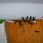 Photo of North River Pest & Wildlife Control
