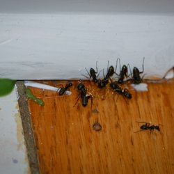 North River Pest & Wildlife Control - Carpenter ants live in wet wood on the sunnyside