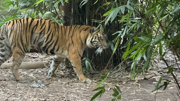 Taronga Zoo, Bradleys Head Rd by null