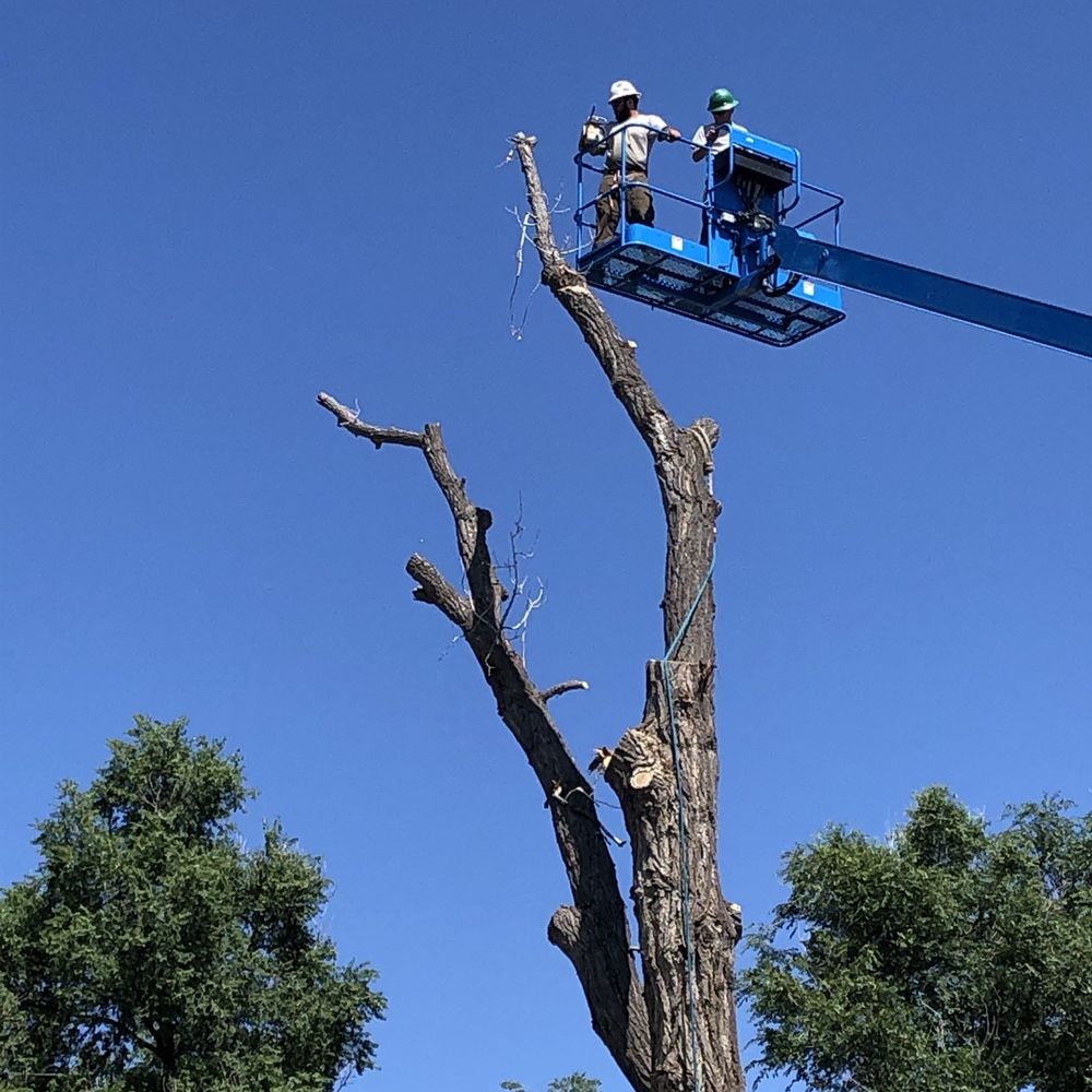 King Tree Service - Tree Services Near Me - Colorado Springs, Colorado King Tree Service - Tree Services Near Me - Colorado Springs, Colorado