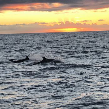 Blue Dolphin Charters - Pilot whales! - Boating Near Me - Eleele, Hawaii Blue Dolphin Charters - Pilot whales! - Boating Near Me - Eleele, Hawaii