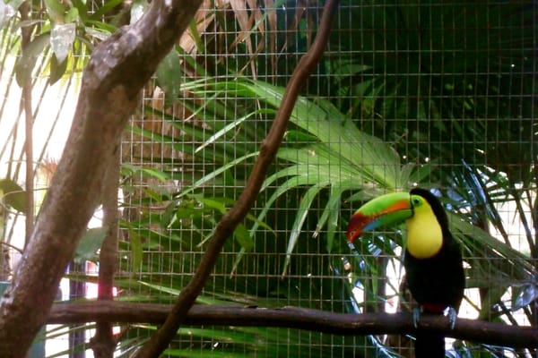 Iberostar Waves Tucan by null