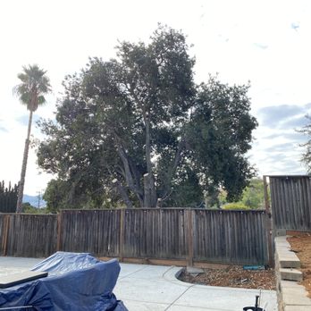 Timberland Tree Care - After picture.  Looks darn amazing!!! - Tree Services Near Me