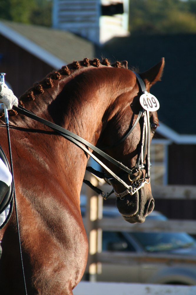 Trotwood's Eden - equestrian in Chester Springs, PA