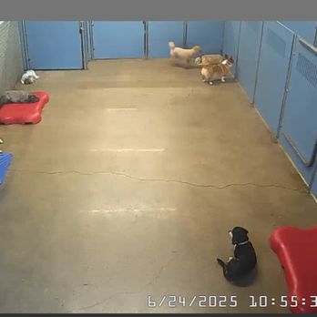 Camp Bow Wow Dallas High Five - A photo that I screenshot where I did not see my dog anywhere I checked all the cameras he didn't appear back until 4 something - Pet Boarding Near Me - Dallas, Texas Camp Bow Wow Dallas High Five - A photo that I screenshot where I did not see my dog anywhere I checked all the cameras he didn't appear back until 4 something - Pet Boarding Near Me - Dallas, Texas