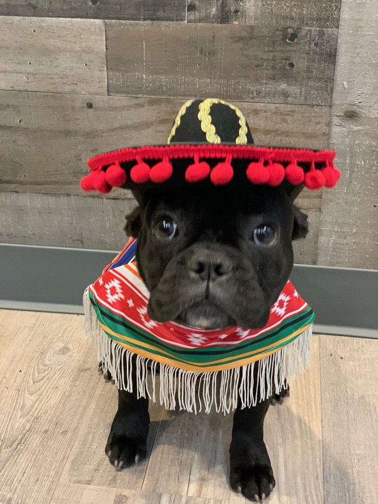 SWISHER DOG CARE 3592 Fm 2181, Hickory Creek, Texas Pet Groomers