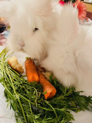 The Fruit Stand by null