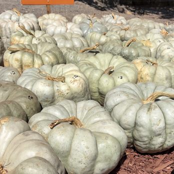 Burt's Pumpkin Farm - Fruits & Veggies Near Me - Dawsonville, Georgia Burt's Pumpkin Farm - Fruits & Veggies Near Me - Dawsonville, Georgia