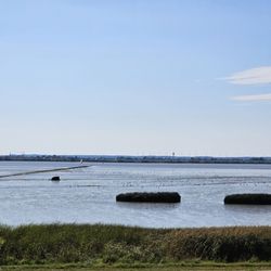 Haseldorfer Binnenelbe mit Elbevorland