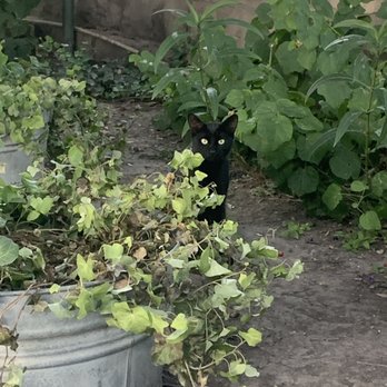 Cooper's Bar-B-Q & Grill - Another resident cat - Barbeque Near Me - Junction, Texas Cooper's Bar-B-Q & Grill - Another resident cat - Barbeque Near Me - Junction, Texas