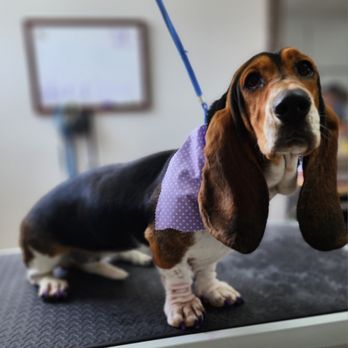 Ciara's Pet Grooming - Pet Groomers Near Me - Lucedale, Mississippi