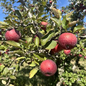 Scott's Orchard - Arkansas Black apples-great for baking - Fruits & Veggies Near Me - Hazel Green, Alabama