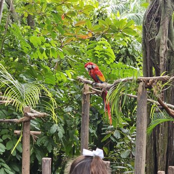 Palm Beach Zoo - Macaw - Zoos Near Me - West Palm Beach, Florida