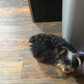 Pet Blvd - Before her awful pet grooming!! - Pet Groomers Near Me - Martin, Tennessee Pet Blvd - Before her awful pet grooming!! - Pet Groomers Near Me - Martin, Tennessee