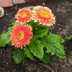 Gerbera Daisy.. So young here! Pinch (don't) spent flowers and yellow lower leaves, and wow! It will flourish.