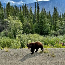 Chilkoot Charters - A cinnamon bear (a young brown bear)