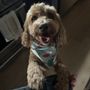 Photo of iSit and iWalk Pet Services