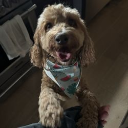 iSit and iWalk Pet Services