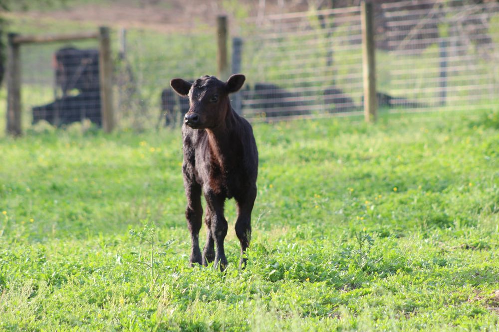 4C Cattle Company Logo