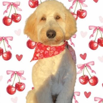 Kibbles & Cuts - Cutest pup around - Pet Groomers Near Me - Sandy, Utah Kibbles & Cuts - Cutest pup around - Pet Groomers Near Me - Sandy, Utah