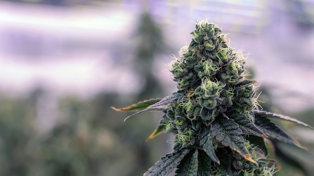 CNA STORES Updated August 2024 32 Photos 558 River St, Haverhill