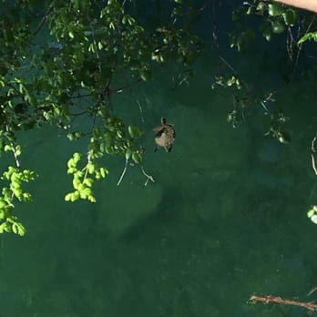Lady Bird Lake - Teenage mutant ninja turtle - Hiking Near Me - Austin, Texas