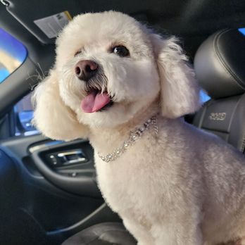 Leashes Pet Salon - is Sitting Pretty in the Car.. Thank you to the staff of Leashes... - Pet Groomers Near Me - North Las Vegas, Nevada Leashes Pet Salon - is Sitting Pretty in the Car.. Thank you to the staff of Leashes... - Pet Groomers Near Me - North Las Vegas, Nevada