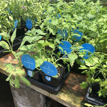 Calloway's Nursery - Nurseries & Gardening Near Me - Plano, Texas
