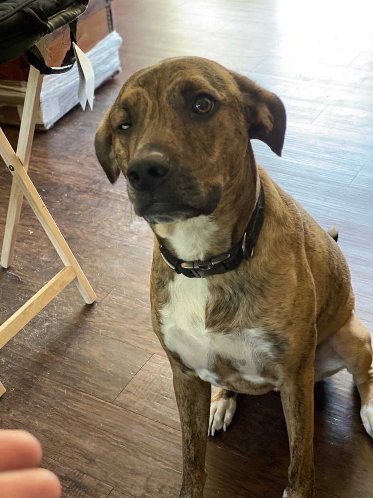 WALNUT PLAZA VETERINARY HOSPITAL Updated October 2024 1910 Walnut