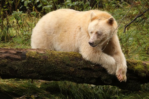 Maple Leaf Adventures by null