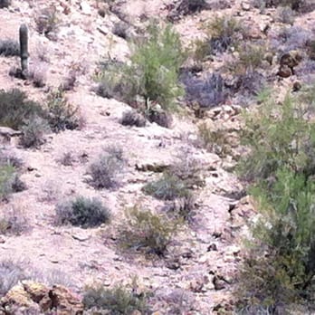 Dolly Steamboat - Big horn sheep!! - Boat Charters Near Me - Apache Junction, Arizona Dolly Steamboat - Big horn sheep!! - Boat Charters Near Me - Apache Junction, Arizona