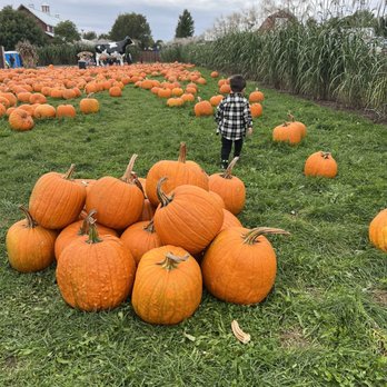 Bengtson's Pumpkin Fest - Festivals Near Me - Homer Glen, Illinois