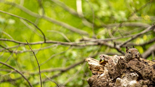 Alum Rock Park 1763 Photos 326 Reviews Parks 15350 Penitencia Creek Rd San Jose Ca United States Phone Number