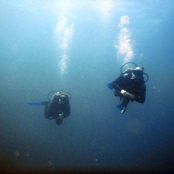 Twin Dolphins - Diving Los Arcos National Marine Park, Puerto Vallarta, in early December 2022 - Snorkeling Near Me - Puerto Vallarta, JAL