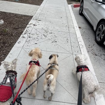 Great Dogs Adventure - My little guy is the second one, he never walks this good for me! She must be a dog whisperer for sure! - Pet Boarding Near Me Great Dogs Adventure - My little guy is the second one, he never walks this good for me! She must be a dog whisperer for sure! - Pet Boarding Near Me