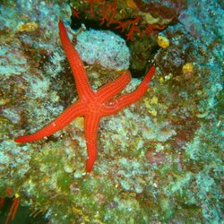 Portofino Divers