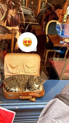 Le Café des Chats by null