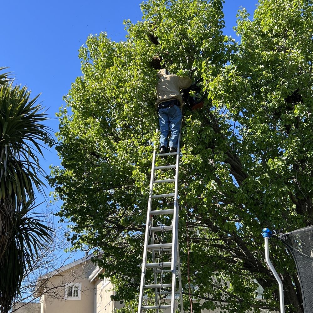 Nunez Bee Removal - The bees were about 25ft up a tree - Pest Control Near Me Nunez Bee Removal - The bees were about 25ft up a tree - Pest Control Near Me