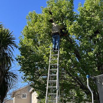 Nunez Bee Removal - The bees were about 25ft up a tree - Pest Control Near Me Nunez Bee Removal - The bees were about 25ft up a tree - Pest Control Near Me