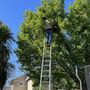 Photo of Nunez Bee Removal