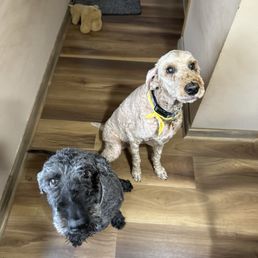 Bailey & Shadow after haircut Bailey & Shadow after haircut
