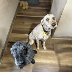 Canine Corner & Kitty Boutique - Bailey & Shadow after haircut