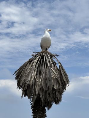 Lifeguard La Jolla Cove by null