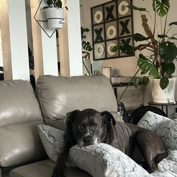 Sumner Veterinary Hospital - Staffy approves of groomer Rob! - Veterinarians Near Me - Sumner, Washington Sumner Veterinary Hospital - Staffy approves of groomer Rob! - Veterinarians Near Me - Sumner, Washington