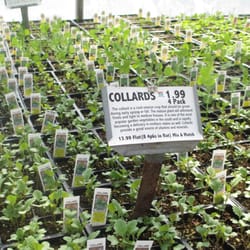 Popes' Gardens - Vegetables