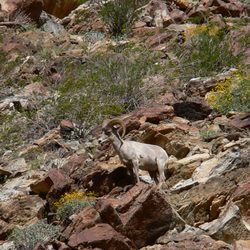 Trail Ahead - An endangered Peninsular Bighorn Sheep near trail in Palm Springs