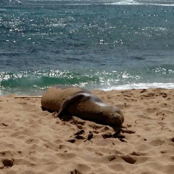 Poipu Beach - Monk seal at Poipu beacj - Beaches Near Me - Koloa, Hawaii Poipu Beach - Monk seal at Poipu beacj - Beaches Near Me - Koloa, Hawaii