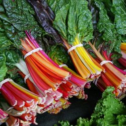 Central Florida Organics - Fresh Rainbow Chard!