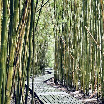 Pipiwai Trail - Hiking Near Me - Hana,, Hawaii